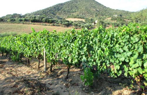 Sa Perda Arrubia - Foto 16