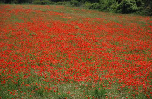 La petite Cigale - Foto 36