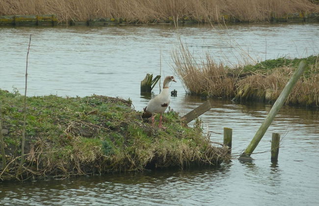 Comfortable Chalet Located in the Polder, Near Alkmaar - Foto 23