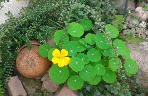 Ferienwohnungen wie im Süden Großostheim - Foto 15