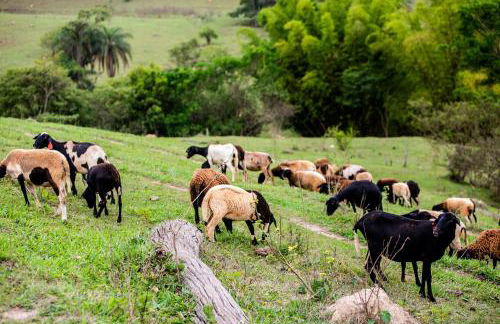 Hotel Fazenda Horizonte Belo - Foto 23