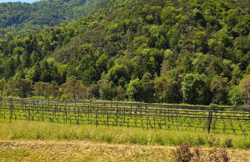 Bosc del Meneghì - Foto 18