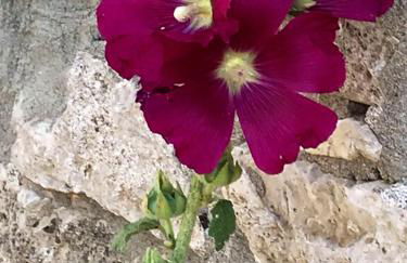 Location chaleureuse à Orgnac-l'Aven avec piscine partagée - Foto 13