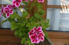 El Portiellu - Foto 67