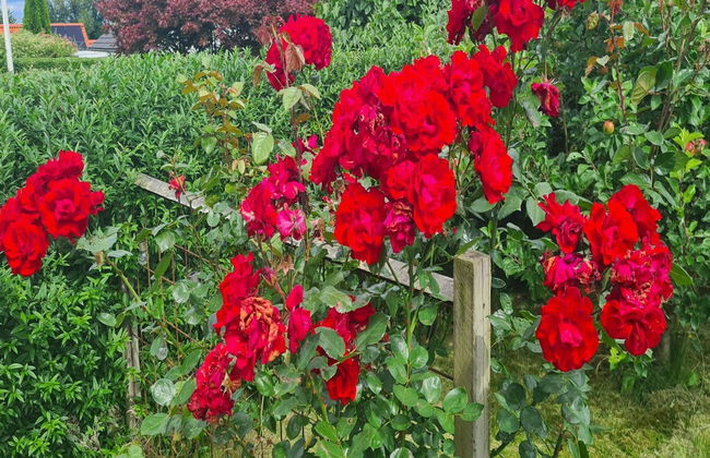 "Asfrith" - 400m from the sea - Foto 4