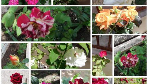 John and Tania's Garden - Foto 3