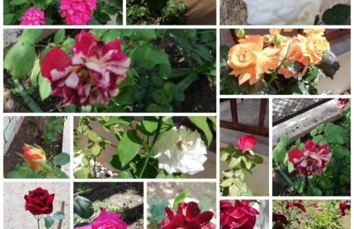 John and Tania's Garden - Photo 3