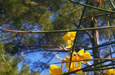 Brin d'Olivier en Luberon - Foto 19