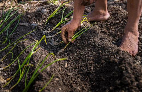 Banana Garden Suites - Foto 16