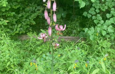 Haus am Wald - Foto 34
