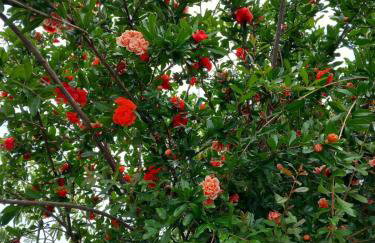 Apartman Marija - Photo 50