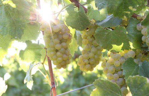 Inn Wine Country - Summers House - Foto 28