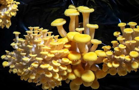 La Petite Caravelle 2 pièces sur jardin - Foto 15