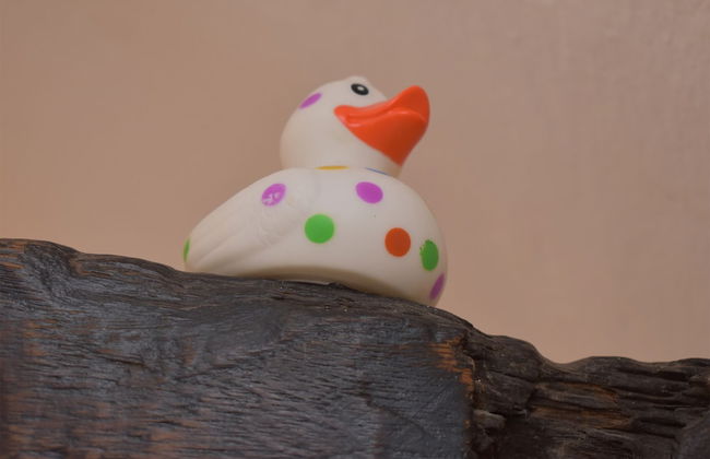 Oak House - Photo 38