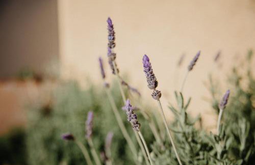 Empordà Soul, casa rural moderna con piscina - Foto 14