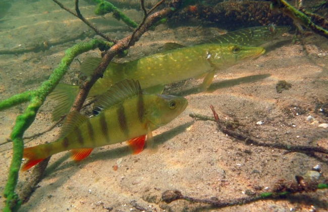 Agroturystyka u przyjaciol Soni - Foto 46