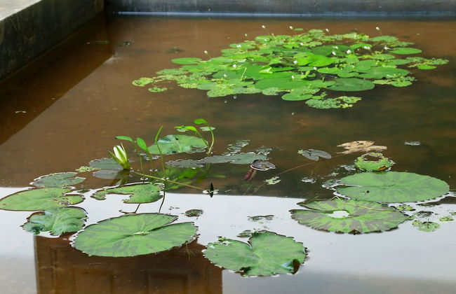 Thompson Manor - A Luxury Villa in Galle - Photo 57