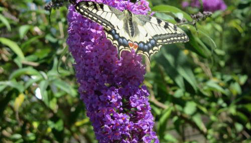 Ferienwohnung Birkenflair - Photo 2