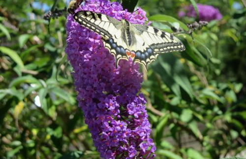 Ferienwohnung Birkenflair - Photo 2