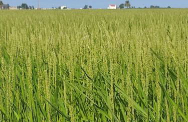 Lo piset del Delta: Apartamento con piscina para 4 - Foto 42