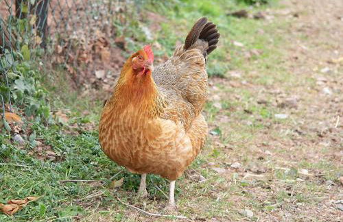 Ferienwohnung Roderath - Photo 15