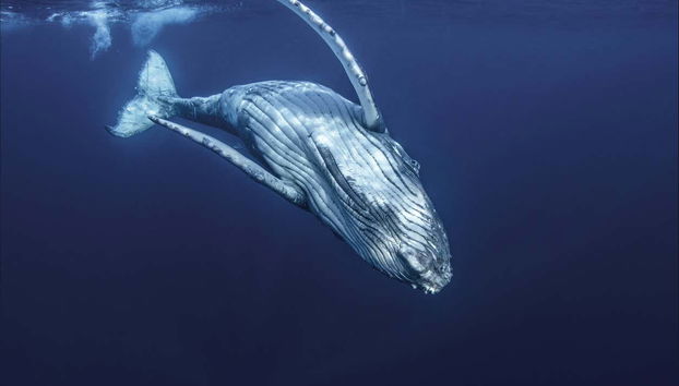 Whale Watching in Mo'orea - Foto 2