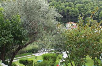 The Pine Trees - Foto 38