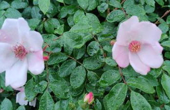 Joka B&B e Home Food - Foto 19