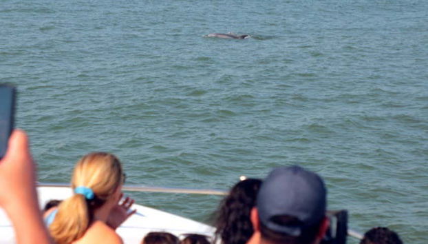 Observez des dauphins dans les eaux d'Ocean City
