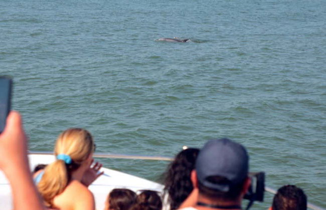Observation de dauphins à Ocean City - Photo 4