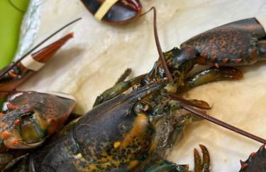 Sol de mar, La Mata (Hiszpania) - Foto 77