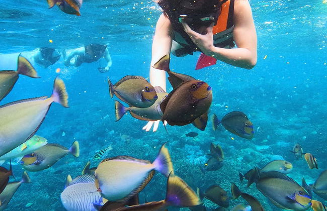 Nusa Lembongan Snorkeling - Photo 2