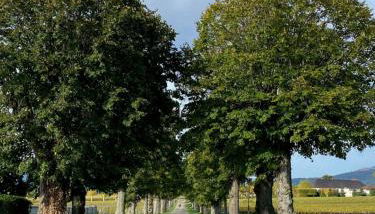 Domaine de la Noiseraie - Foto 5