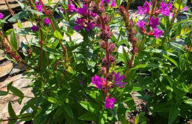 Komfortowy Dom Całoroczny - sauna, jacuzzi, bilard - Foto 42