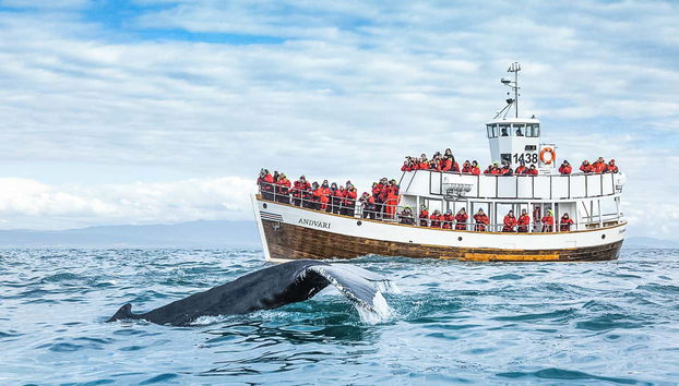Avistamiento de ballenas en barco ecológico - Foto 2