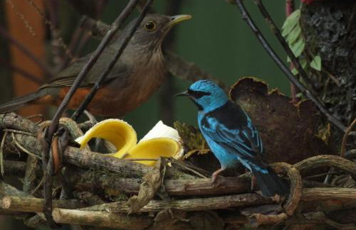 Casa na praia de Itamambuca na cidade de Ubatuba - Foto 43