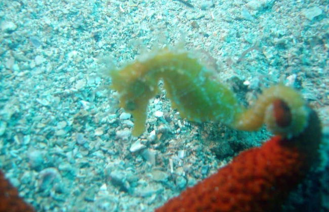 Snorkeling in Hvar, Brač or Makarska - Foto 4