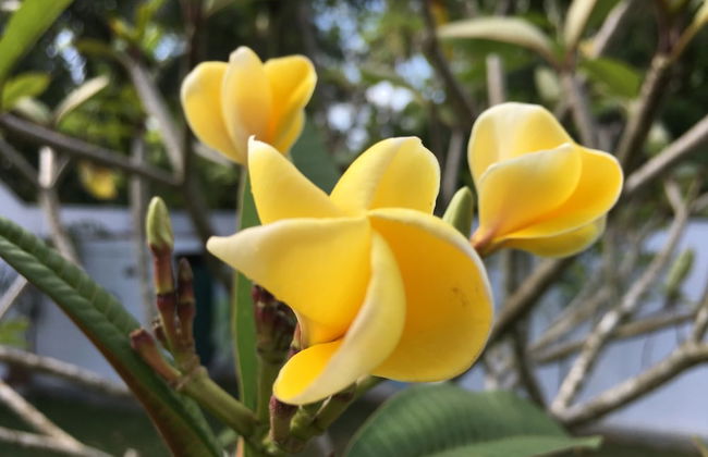 Silence Garden - Foto 38