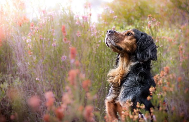 Spacious Cottage, Idyllic Right on the Lake, Spore - Photo 22