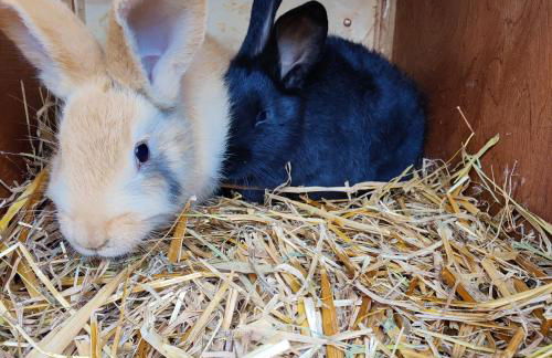 Ferienwohnung Herbst - Foto 20