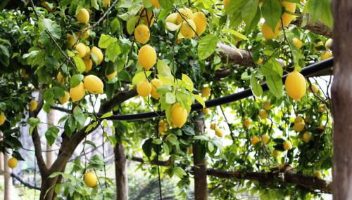 Poggio Angelarosa: Lemon Garden Stay&Relax - Foto 2, Garden, Garden view