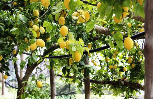 Poggio Angelarosa: Lemon Garden Stay&Relax - Photo 2