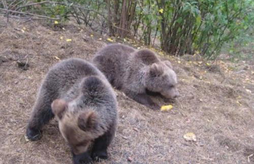 House Breza - Photo 48