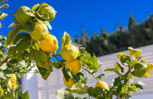 Casa Daniela - Photo 39