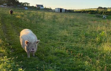 The Little Cabin - Foto 11