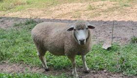 Casa do Bem Estar Picada Café - Foto 3