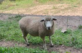 Casa do Bem Estar Picada Café - Foto 3