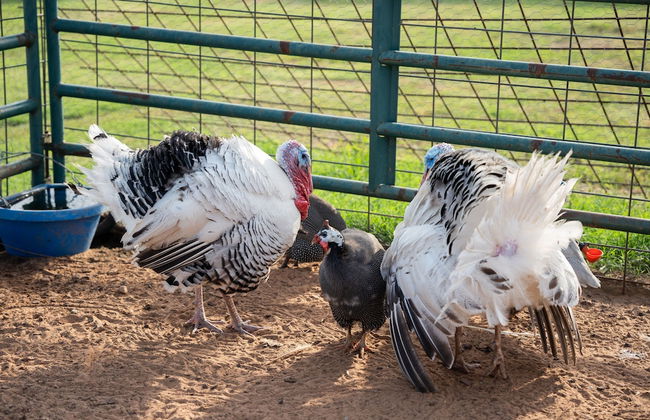 Peaceful Luxurious Ranch Family Reunion - Photo 55