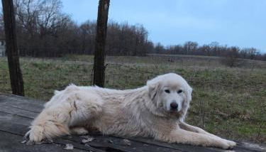 Agriturismo Cascina degli Ulivi - Foto 5