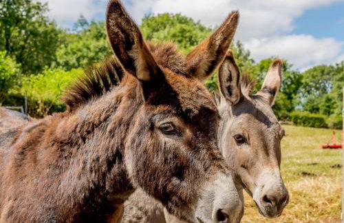 2 Bed in Lixwm 88028 - Photo 29